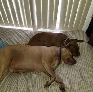 Meet your Posher, Thomas